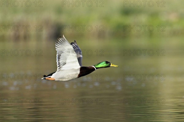 Mallard (Anas platyrhynchos), drake in flight, Switzerland, Europe
