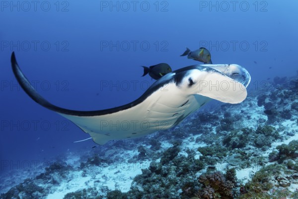 Reef Manta (Manta alfredi), swimming over coral reef above cleaning station, Monk Surgeonfish
