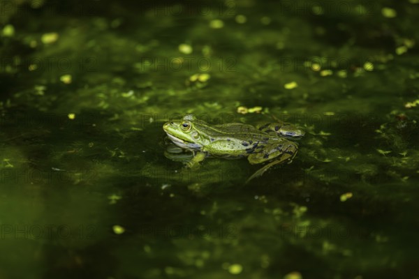Edible frog (Pelophylax esculentus) in a little lake in the water, Bavaria, Germany, Europe