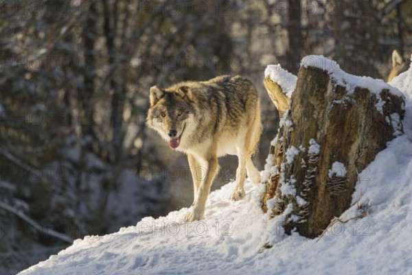 An adult male grey wolf (Canis lupus lupus) runs across the sloping, snow-covered meadow at the