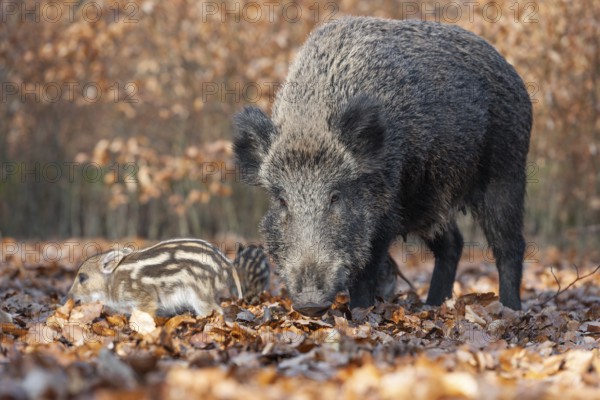 Wild boar, wild boar (Sus scrofa), a wild goat and young boar looking for food in the forest,
