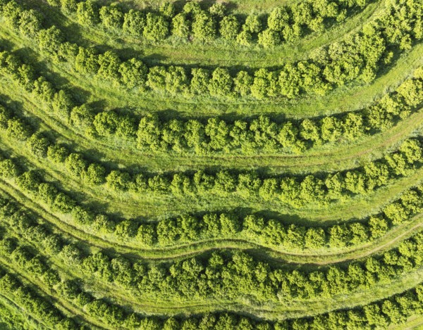 Cultivated orange trees (Citrus sinensis) and network of agricultural roads. Aerial view. Drone