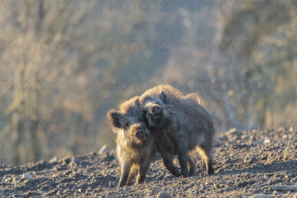 Two young wild boars (Sus scrofa) play fighting and dominance on a frozen field on a sunny day. A