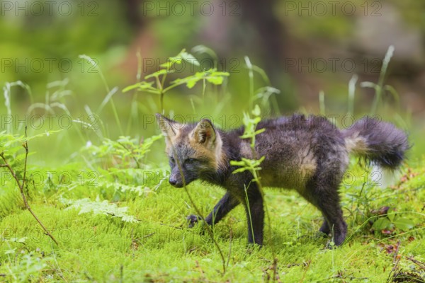 One young silver fox (Vulpes vulpes) exploring the surrounding of its den on the mossy forest floor