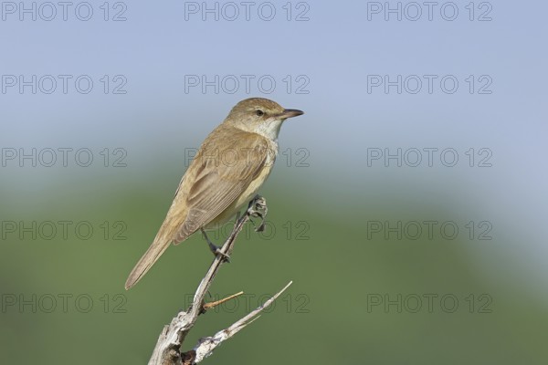 Great Reed Warbler (Acrocephalus arundinaceus) sitting on a twig, singing station, natural habitat,