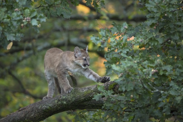 One young cougar, Puma concolor, standing and stretching himself on a big branch high up in an oak