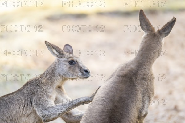 Eastern Gray Kangaroo (Macropus giganteus), two males fighting on a meadow, captive, occurance