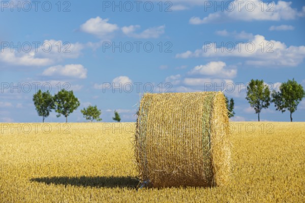 Straw bales on a harvested grain field, stubble field, Nossen, Saxony, Germany, Europe