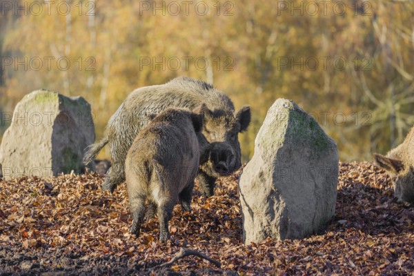 Two wild boar or wild pig (Sus scrofa) fight on an opening