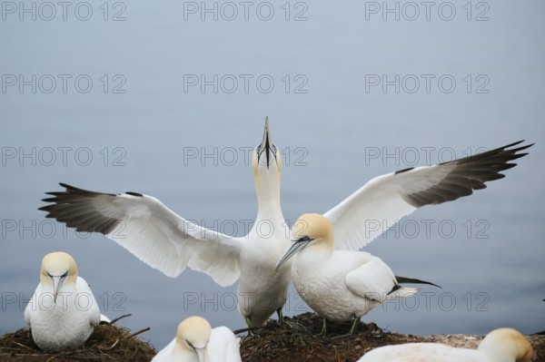 Northern gannet (Morus bassanus) couple, wildlife, Heligoland, Germany, Europe
