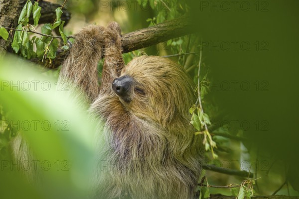 A Linnaeus's two-toed sloth (Choloepus didactylus) hangs down from a branch of a tree