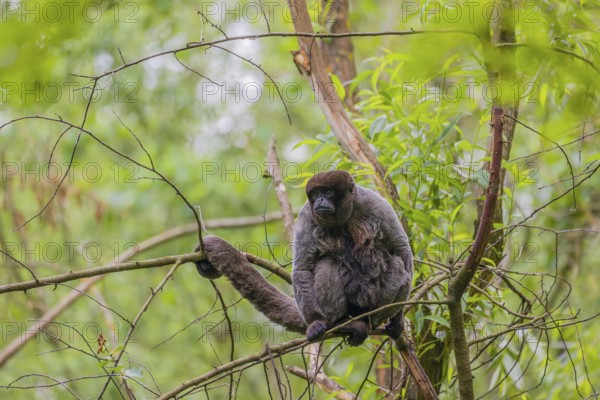 A common woolly monkey, brown woolly monkey, or Humboldt's woolly monkey (Lagothrix lagothricha)
