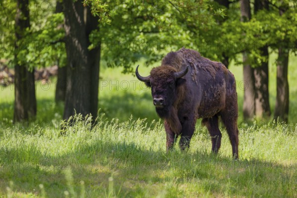 An adult male European bison (Bison bonasus) stands in a forest