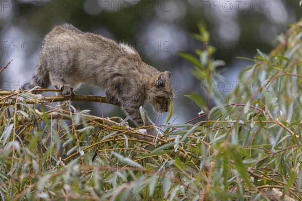 One young European wildcat, Felis silvestris silvestris, sitting in a green weeping willow tree.