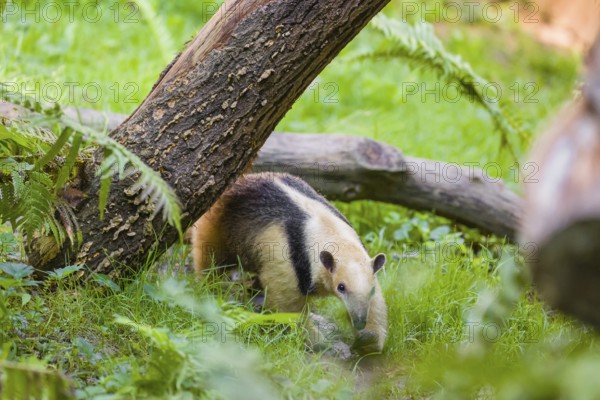 One southern tamandua (Tamandua tetradactyla), walks through dense undergrowth of a forest