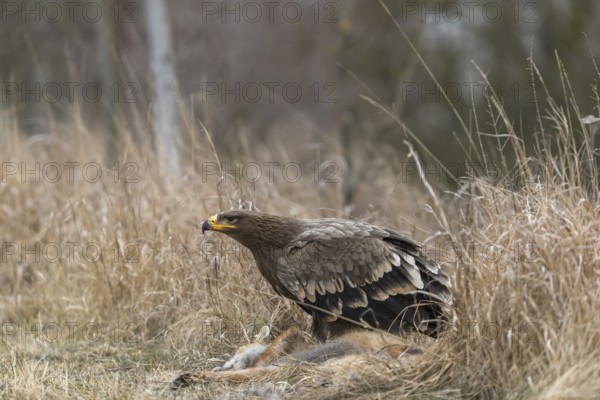One steppe eagle, Aquila nipalensis, feeding on a carcass of a red fox. Trees and grass in the
