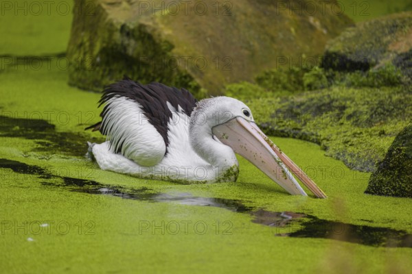 An Australian pelican (Pelecanus conspicillatus) swims in a duckweed-covered pond and fishes for
