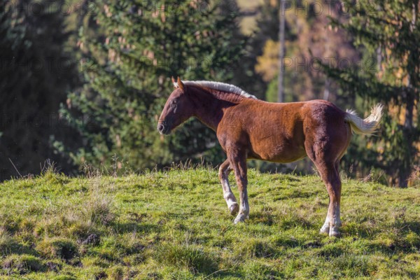 A chestnut colored Noriker horse or Norico-Pinzgauer stands on a sunny paddock