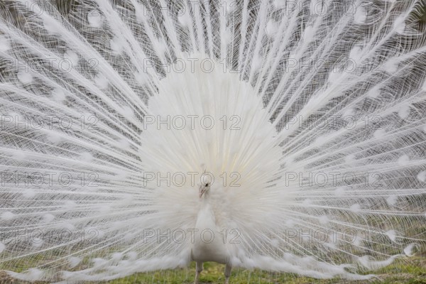 Male White Peafowl (Pavo cristatus mut. alba) displaying