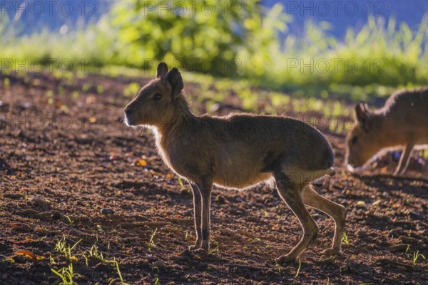 One Patagonian mara (Dolichotis patagonum) stands on a meadow in strong backlight and shows a