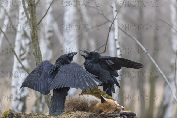 Two common raven (Corvus corax), fighting and feeding on the carcass of a red fox lying on stones