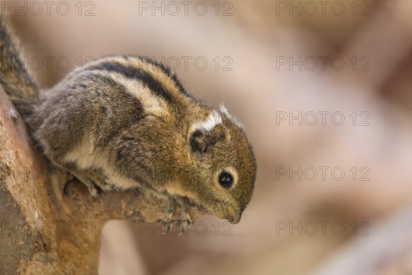 One Swinhoe's striped squirrel, Tamiops swinhoei, sitting on a branch in a forest