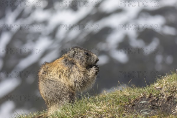 One Alpine Marmot, Marmota marmota, sittiong on green grass, mountains in the distant background