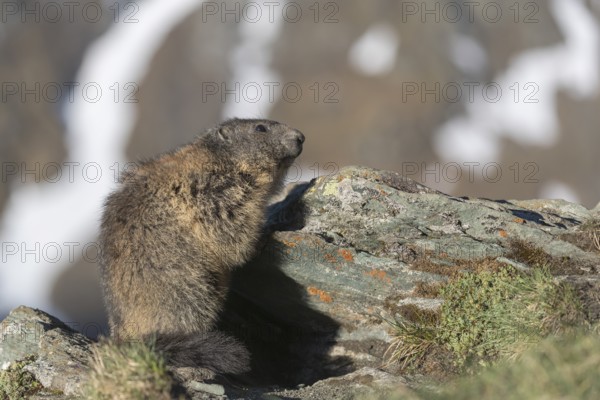 One Alpine Marmot, Marmota marmota, standing on a rock with snowy mountains in the distant