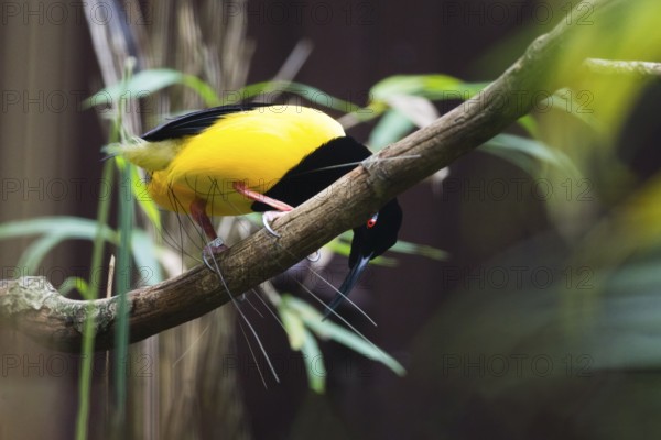Twelve-wired bird-of-paradise (Seleucidis melanoleucus) adult male perched on a branch, displaying,