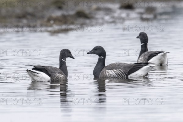 Brent geese (Branta bernicla), Amrum, Schleswig-Holstein, Germany, Europe