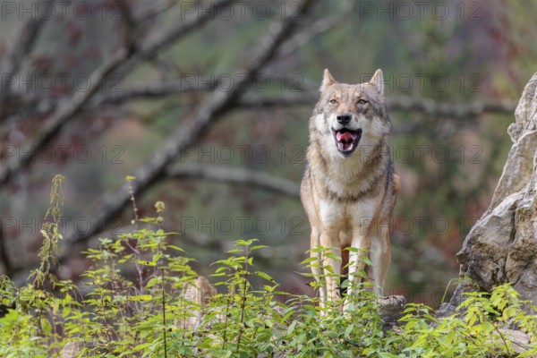 A female grey wolf (Canis lupus lupus) stands on a lying tree trunk in next to a rock on the top of