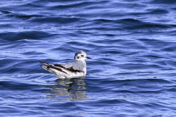 Little gull (Hydrocoloeus minutus, Larus minutus) in first-winter plumage swimming along the North