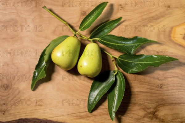 Chinese jujube (Ziziphus jujuba) on a branch, still green, still life