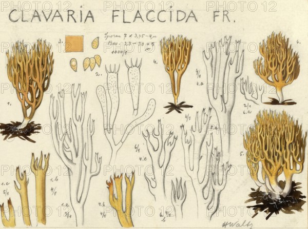 Mushroom, Mushrooms, Ramaria flaccida, Ramaria flaccida coral, Non-staining spruce coral,