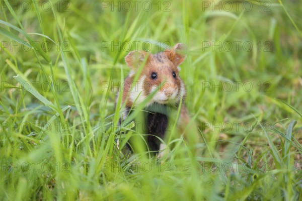 A European hamster (Cricetus cricetus), Eurasian hamster, black-bellied hamster or common hamster,