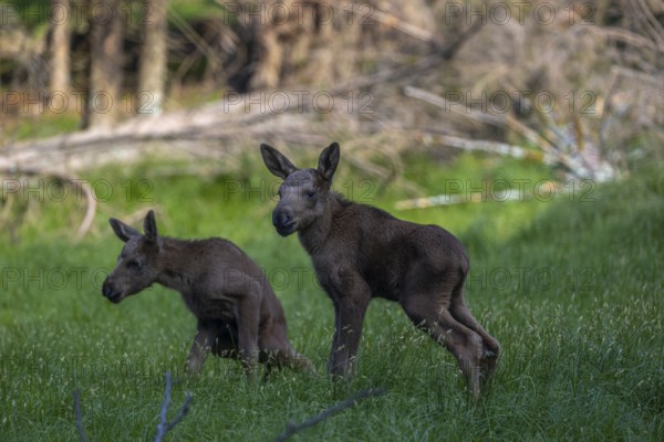 Two baby moose or elk, Alces alces, (8 days old, born May 8, 2020) standing on a meadow with fresh