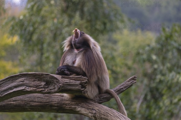 Portrait of an adult male Gelada (Theropithecus gelada), or bleeding-heart monkey, resting on a log