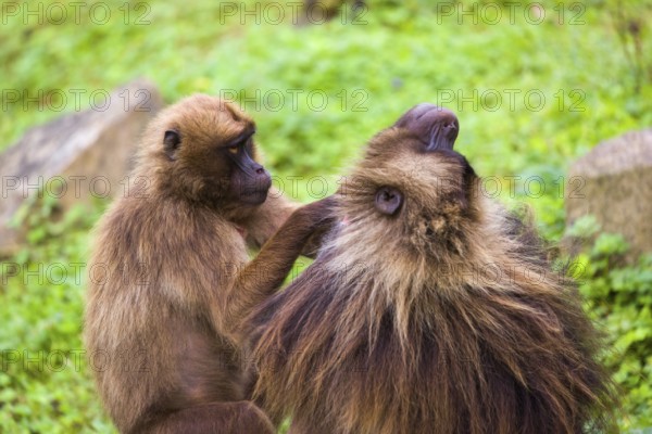 One female Gelada (Theropithecus gelada), or bleeding-heart monkey sitting on a log grooming an