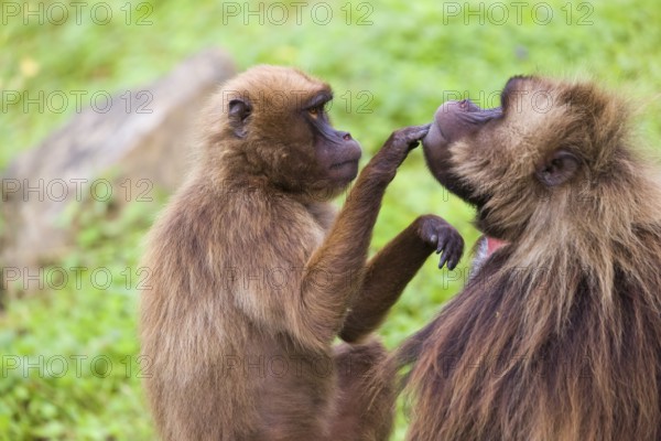 One female Gelada (Theropithecus gelada), or bleeding-heart monkey sitting on a log grooming an
