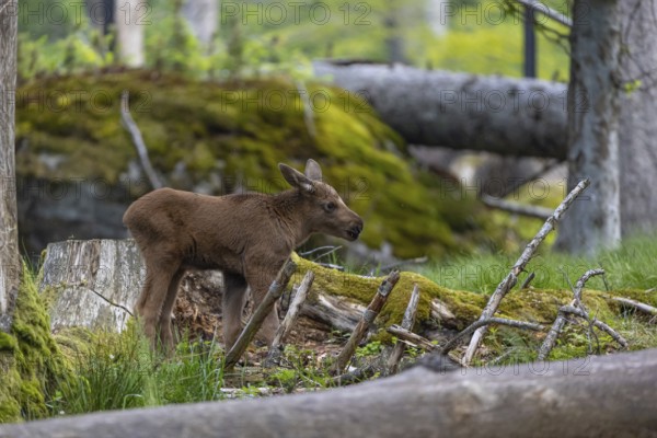 One baby moose or elk, Alces alces, (19 days old, born May 8, 2020). Playing in a forest. Some dead