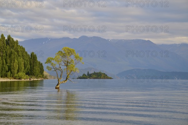 A tree stands in a lake in a tranquil setting with mountains, forest and clouds, summer, Lake
