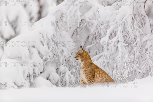 One young male Eurasian lynx, (Lynx lynx), walking through deep snow covered undergrowth in a