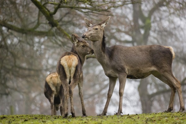 A Red Deer hind with her calf (Cervus elaphus) and a young stag stand on a green meadow at a forest