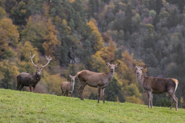 One red deer stag (Cervus elaphus) and some hind stand on a meadow on hilly ground during a storm.