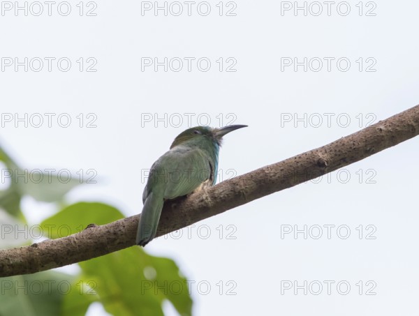 Bluebearded Bee Eater (Nyctyornis athertoni), Kaeng Krachan National Park, Thailand, Asia