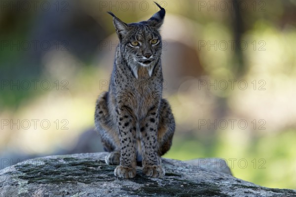 Lynx pardinus, portrait, morning light, forest, Andalusia Spain