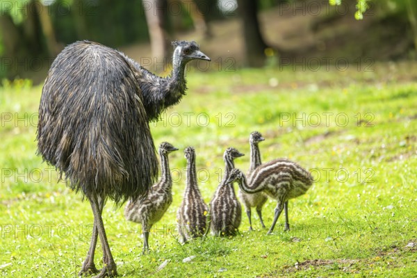 Emu (Dromaius novaehollandiae) mother with her youngsters on a meadow, Bavaria, Germany, Europe