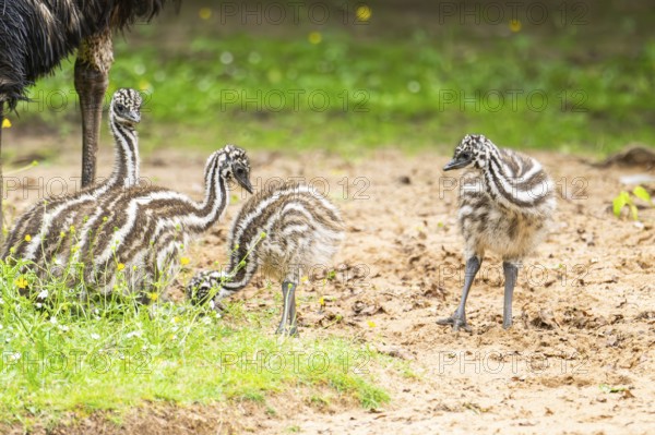 Emu (Dromaius novaehollandiae) youngsters on the ground, Bavaria, Germany, Europe