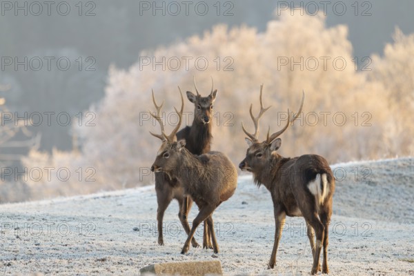 Three Japanese sika deer stags (Cervus nippon nippon) stand in a meadow covered with hoarfrost in