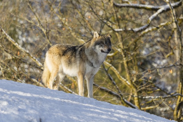 An adult male grey wolf (Canis lupus lupus) stands on a sloping, snow-covered meadow at the edge of
